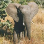 elephant with ears out